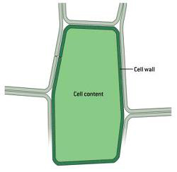 Plante celle